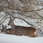 Σαλέ With Stunning Views, Ideally Located, Deer Nearby, Ideal For Families, Not Suitable For Groups